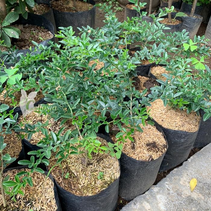 BIBIT TANAMAN BUAH JERUK KINGKIT