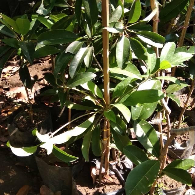 BIBIT TANAMAN SAWO ALANO JUMBO