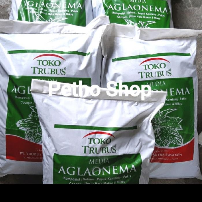 media tanam aglaonema trubus