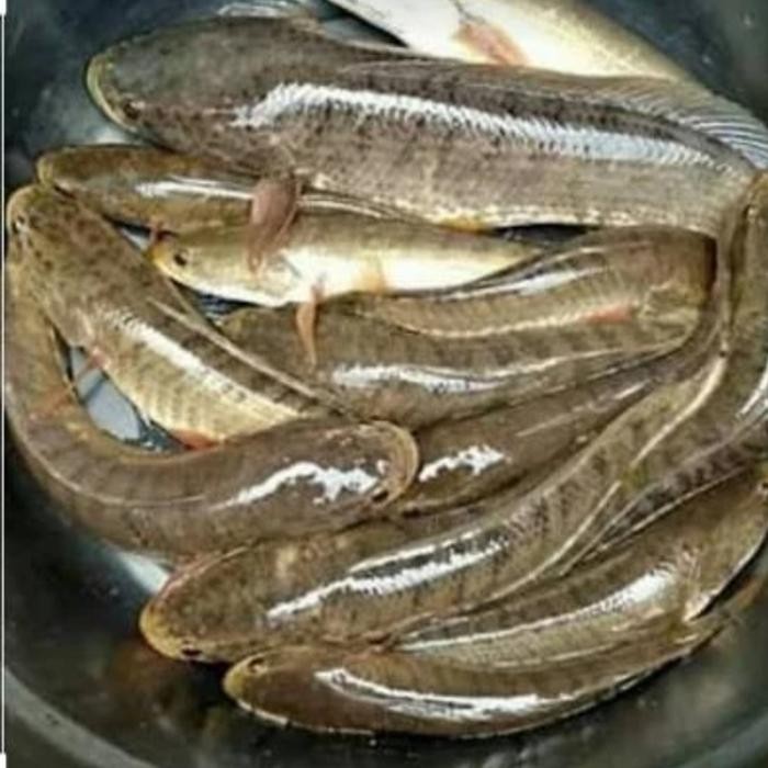 

Promo Terlaris Ikan Gabus tawar ukuran 1kg Ready