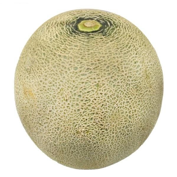 

TERLARIS MELON SUPER / SKY ROCKET 2500-2800 GR READY STOCK