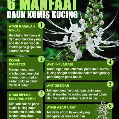 

TEH DAUN KUMIS KUCING ISI 30 TEA BAG HERBAL MINUMAN