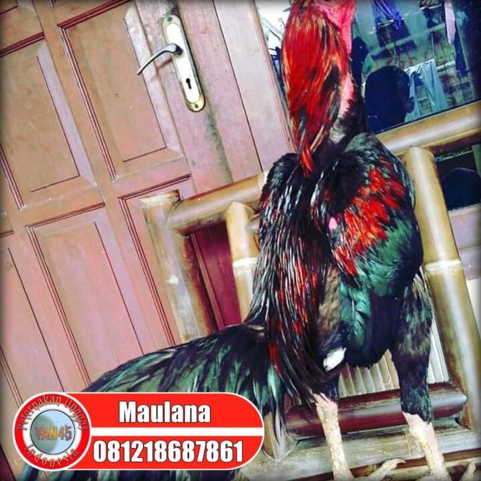 Ayam Bangkok Petarung Ayam Bangkok Pejantan Yan45