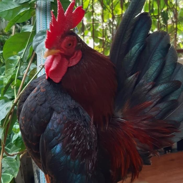 AYAM HIAS (AYAM SERAMA/AYAM KATE/KATE WALIK/AYAM PELUNG/ANAKAN AYAM)