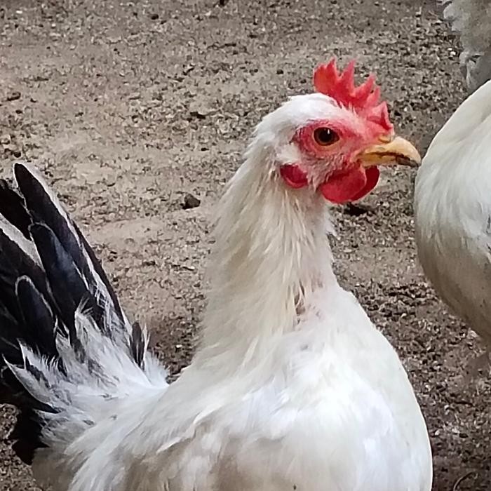 Ayam Kate Anakan Umur 5-6 Bulan