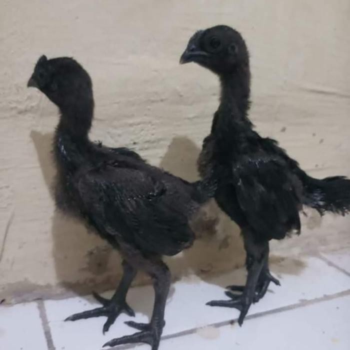 Ayam cemani sepasang lidah Abu