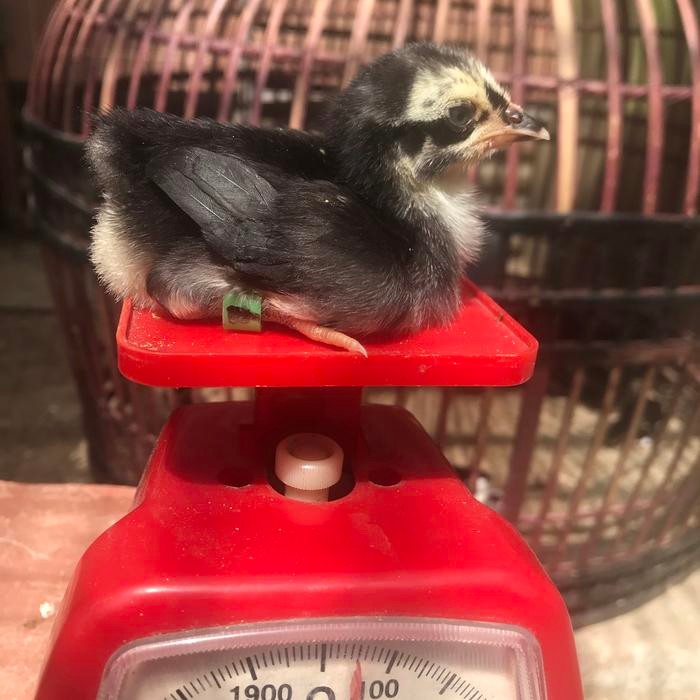 Pitik ayam Shamo Eropa cross PakhoyMangon