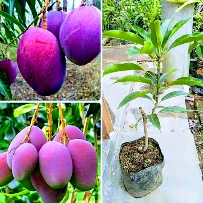 Bibit Buah Mangga Irwin