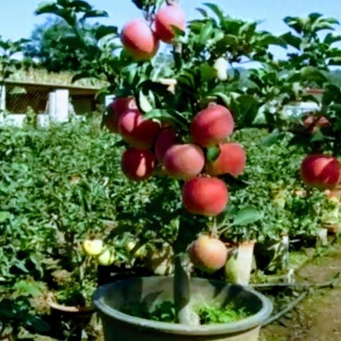 Bibit Buah Apel Malang Cepat Berbuah