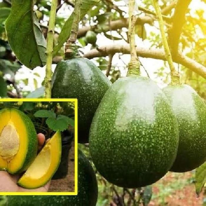 bibit alpukat miki tinggi 1 meter