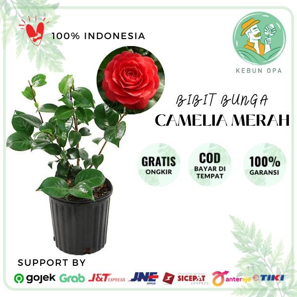 Bibit Bunga Camelia Tanaman Bunga Camelia Merah