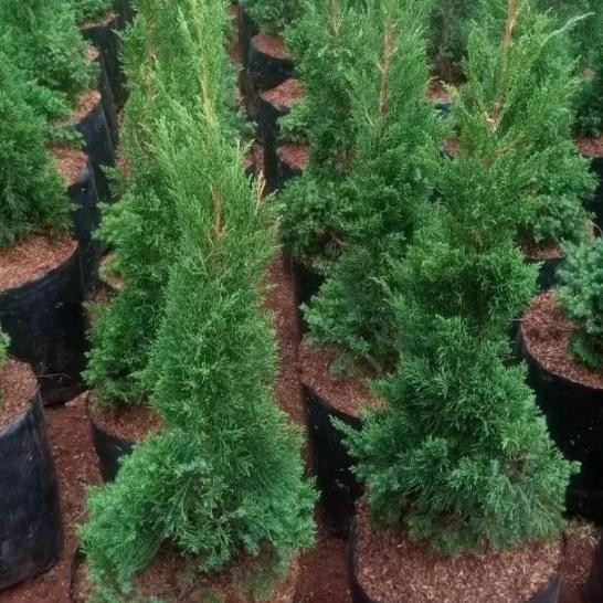 Bibit tanaman Pohon Cemara lilin/Cemara natal