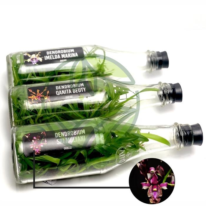 Bibit Anggrek Dendrobium Melintir Botolan