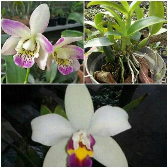 Lionmarket Anggrek Cattleya Mini