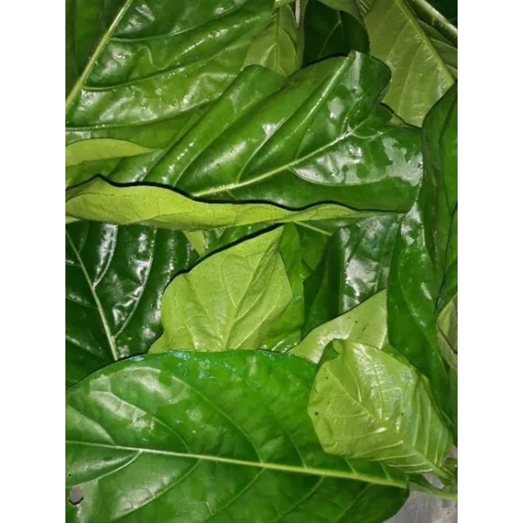 

Daun Mengkudu/Daun Pace