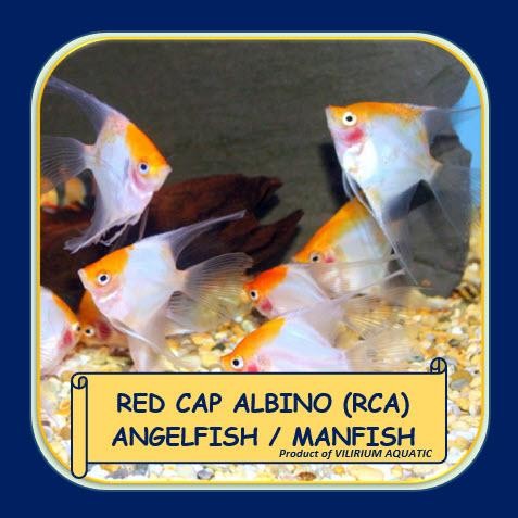 Siap Kirim Ikan Hias Air Tawar Angelfish / Manfish Red Cap Albino (RCA)