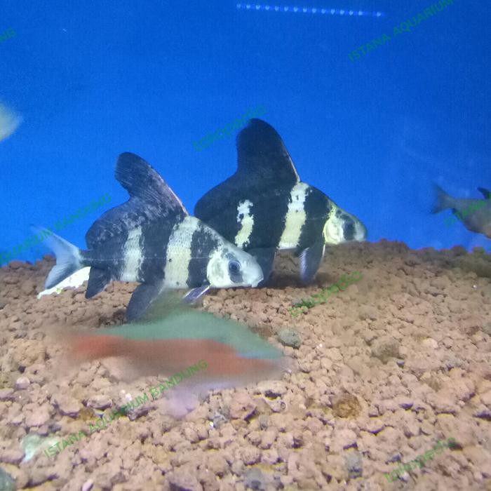 Siap Kirim Chinese High Fin Tankmate Ikan Hias CHF