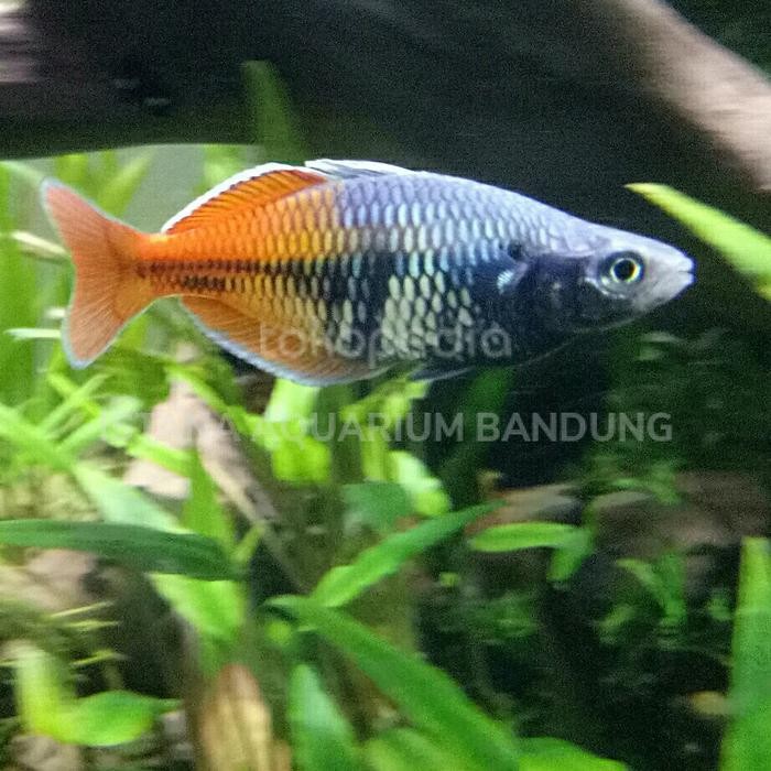 Siap Kirim Rainbow Bosemani Ikan Hias Air Tawar
