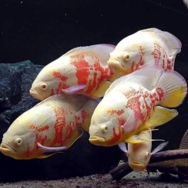 Siap Kirim Ikan Oscar Tiger Albino 8cm Batik Cichlid