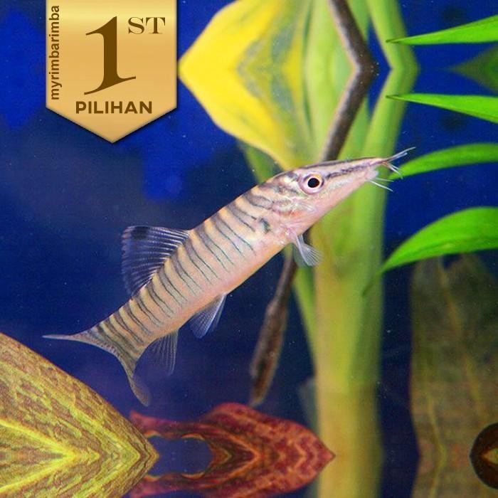 Siap Kirim Botia Green Jumbo Tiger - Ikan Hias Aquascape Tanaman Air