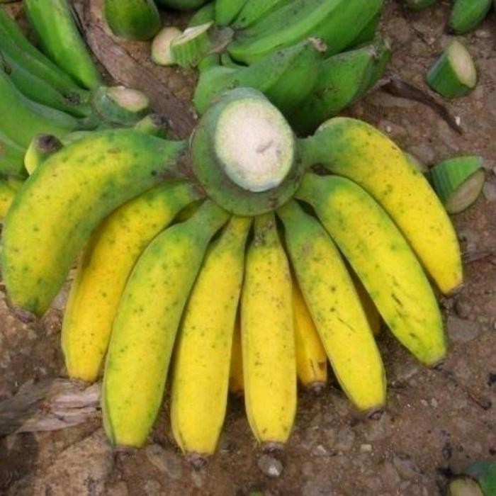 

NATURE- Pisang Raja Bulu Super Pesisir Manis Buah
