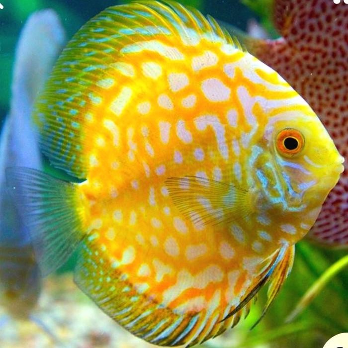 PROMO DISCUS GOLDEN PIGEON / GOLDEN PIGEON / GOLDEN CHECKERBOARD