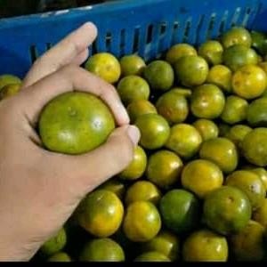 

NATURE- Jeruk Peres Asem Manis Segar