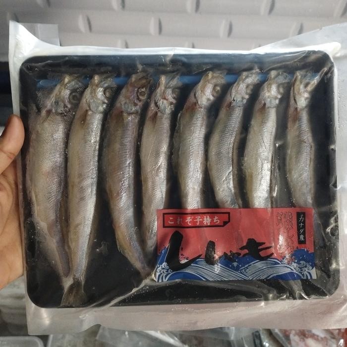 

Siap Kirim Shisamo / Ikan Cipung / Laukku Ikan - Seafood Jepang