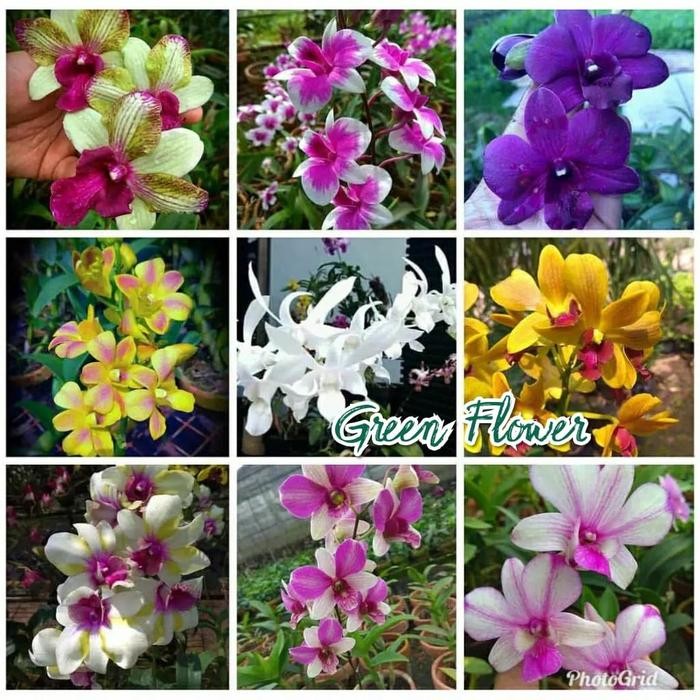 BIBIT ANGGREK DENDROBIUM DALAM BOTOL