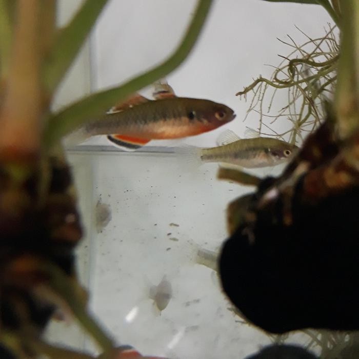 Terlaris Hypseleotris Compressa Empire Gudgeon