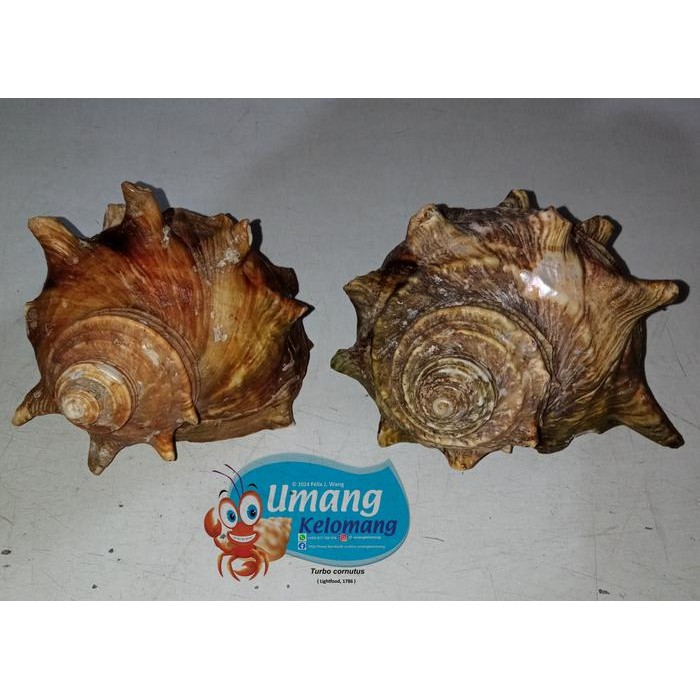 Cangkang Kelomang - Sazae / Horned Turban ( Turbo Cornutus - Ukr.L / Xl - Defected )
