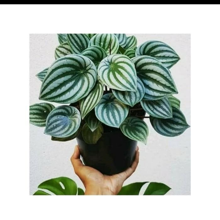 

TANAMAN HIAS PEPEROMIA WATER MELON BESAR + POT