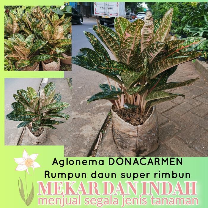 

Tanaman aglonema DONACARMEN super besar