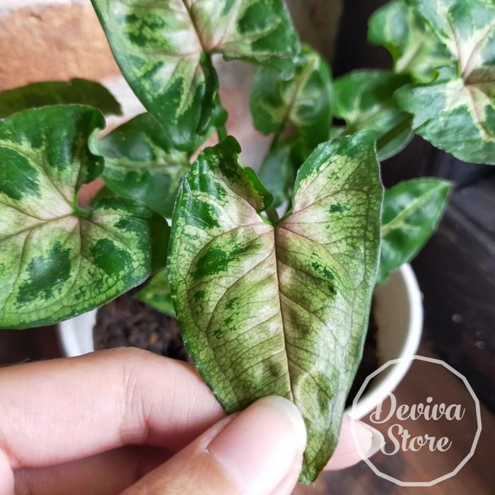 

Tanaman Hias Syngonium Christmas Bonus Pot Siap Pajang