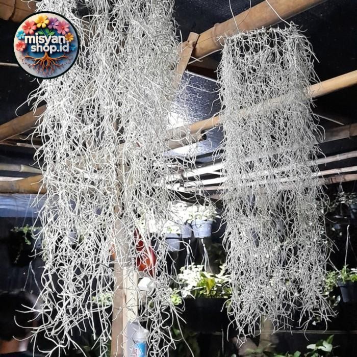

Promo Tanaman hias/Spanish Moss/ Jenggot Musa/ Jenggot Dewa Pasti Hemat