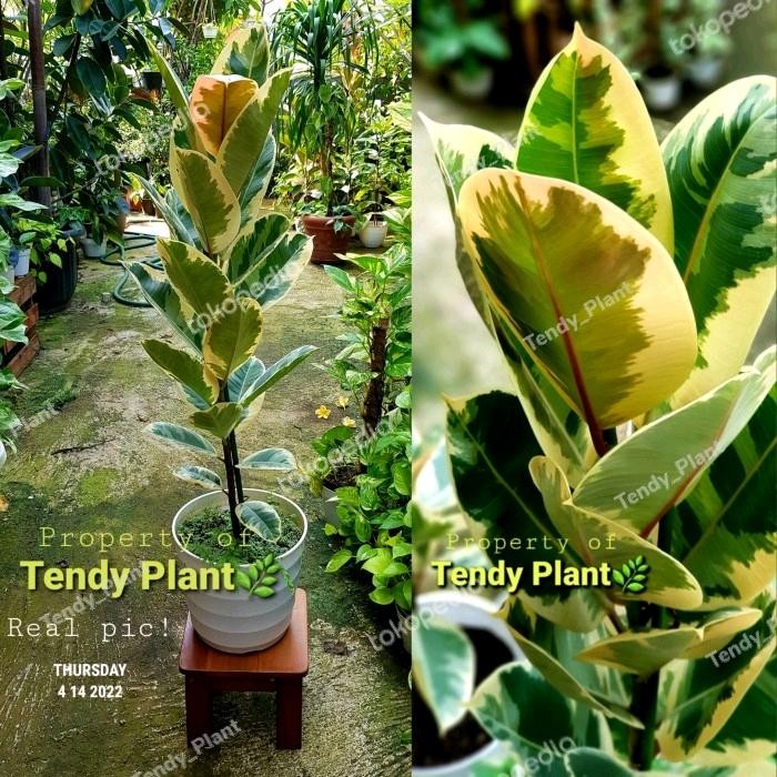 

Ficus Elastica TinekeKaret kebo Variegata(import)Real Pic Putih