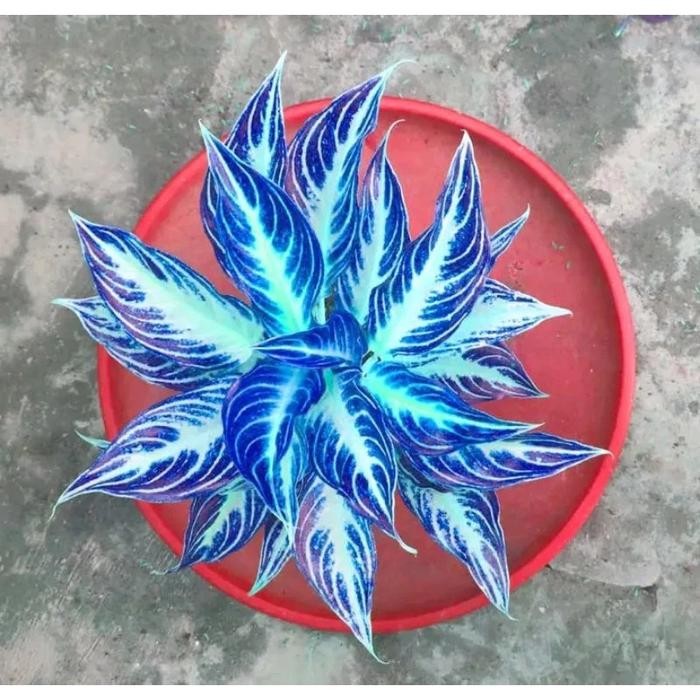 

bibit aglonema blue super sunset cantik siap tumbuh alam taman indah