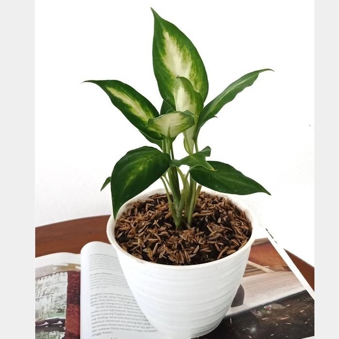 

TANAMAN HIAS DIEFFENBACHIA CAMILLA / INC POT TAWON DAN SERABUT