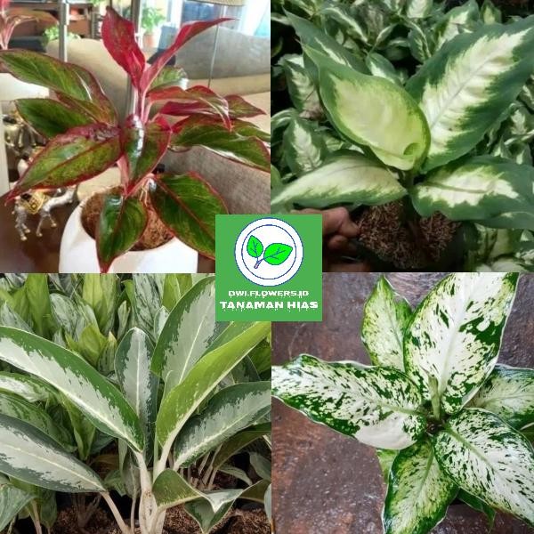 

Paket Aglonema / Paket Tanaman Hias Aglonema Murah / Paket 4 Aglaonema