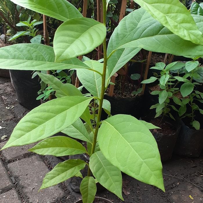 

Tanaman alpukat mentega super / Avocado