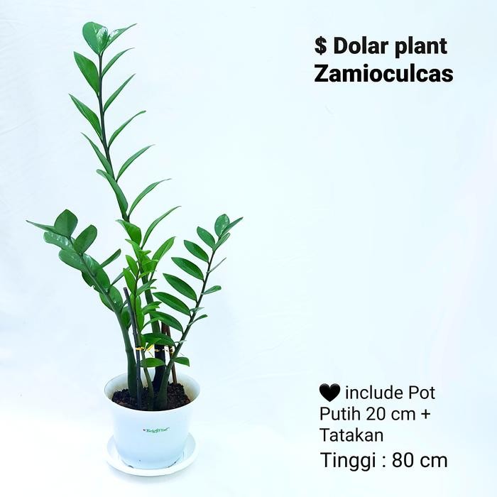 Tanaman $ Dolar Plant tinggi / Zamioculcas