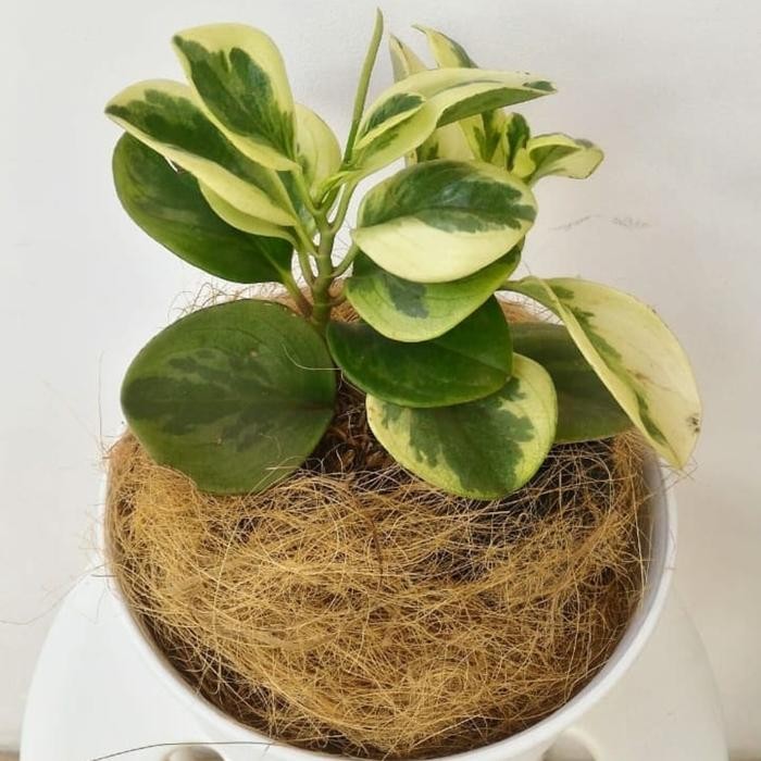 

TANAMAN HIAS PEPEROMIA OBTUSIFOLIA + POT TAWON
