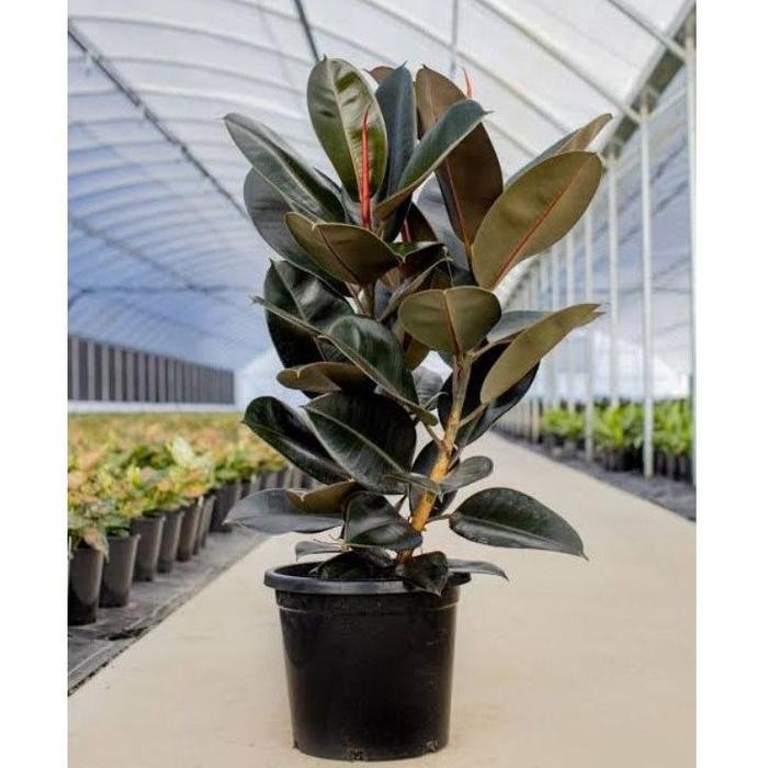 

PROMO! Tanaman Hias Indoor Karet Kebo Merah Ficus Elastica