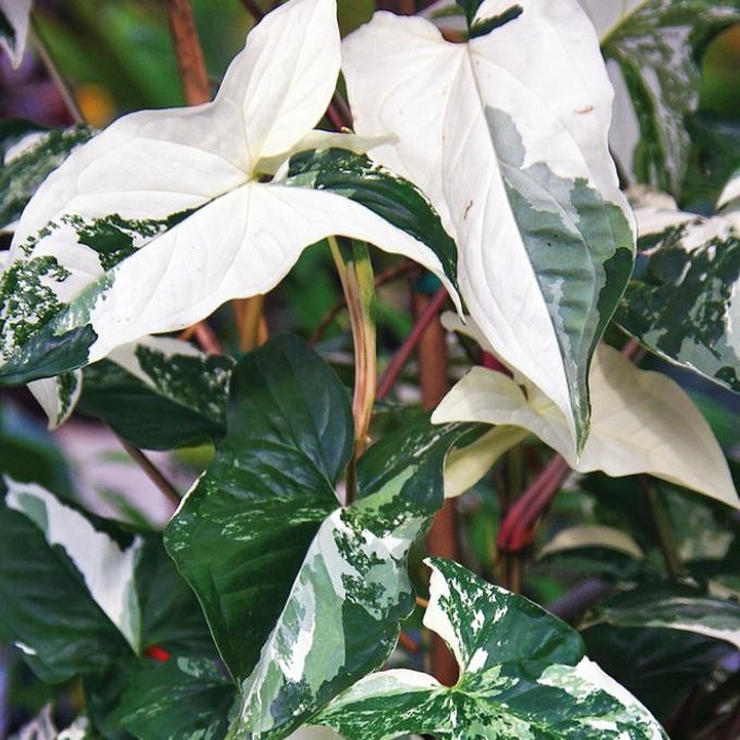 

Syngonium -Albo Varigata -Singonium Varigata Tanaman Hias