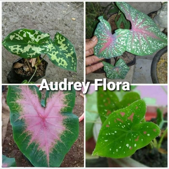 

Paket Hemat Tanaman Hias Keladi - Paket Tanaman Koleksi Keladi