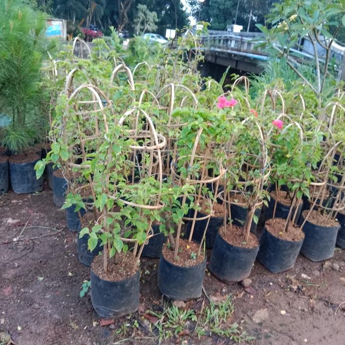 

Tanaman Hias Bougainville, Bunga kertas