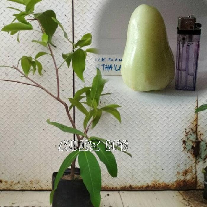 

BIBIT JAMBU AIR GREEN THAILAND