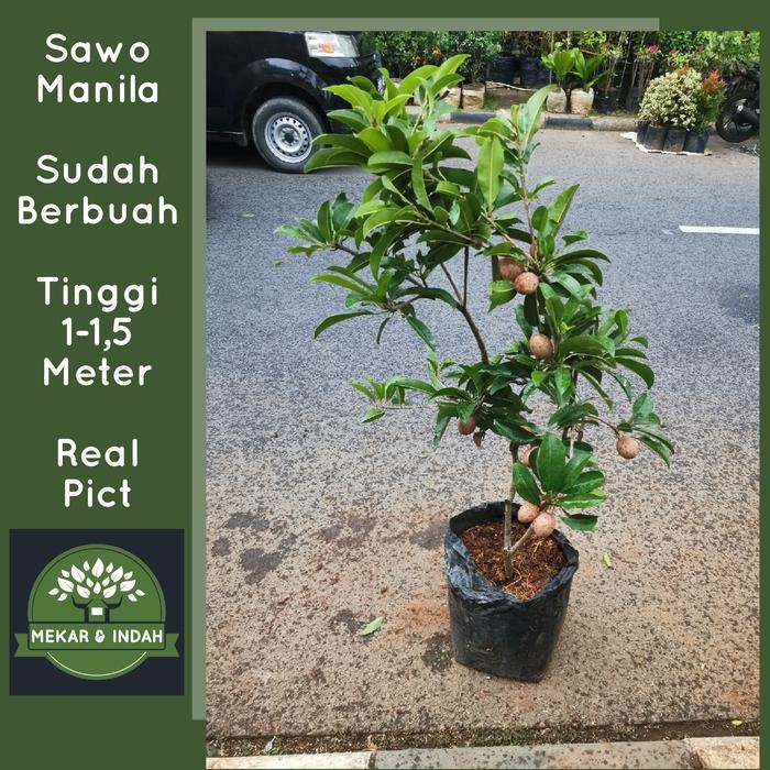 

Pohon sawo manila sudah berbuah, tanaman sawo manila