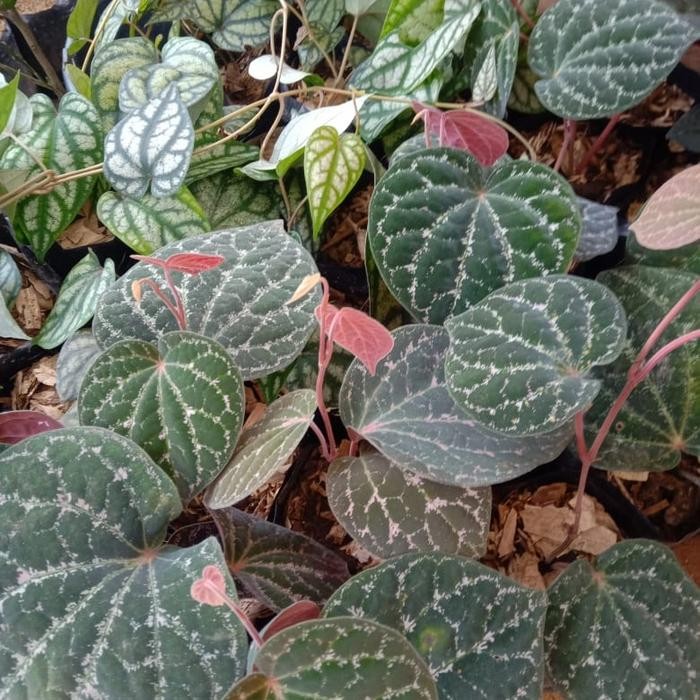 

bibit tanaman sirih wulung