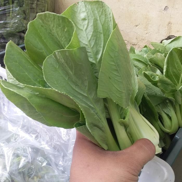 

LUXEHEALTH- Sawi Pokcoy..Organik